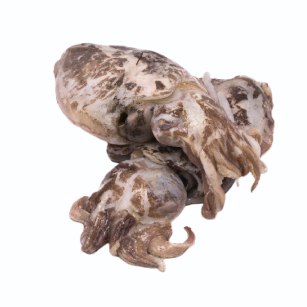 Dirty Cuttlefish 200/300 Malaysia 10Kgs - Uni
